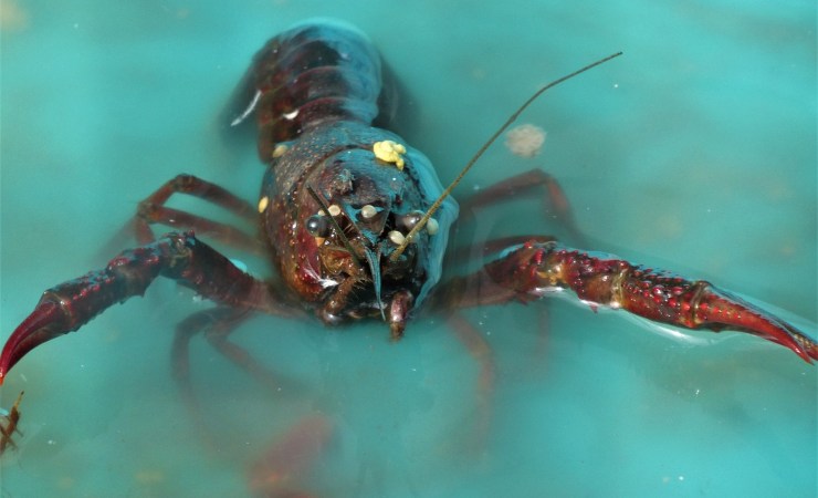 Crostaceo che esce dall'acqua