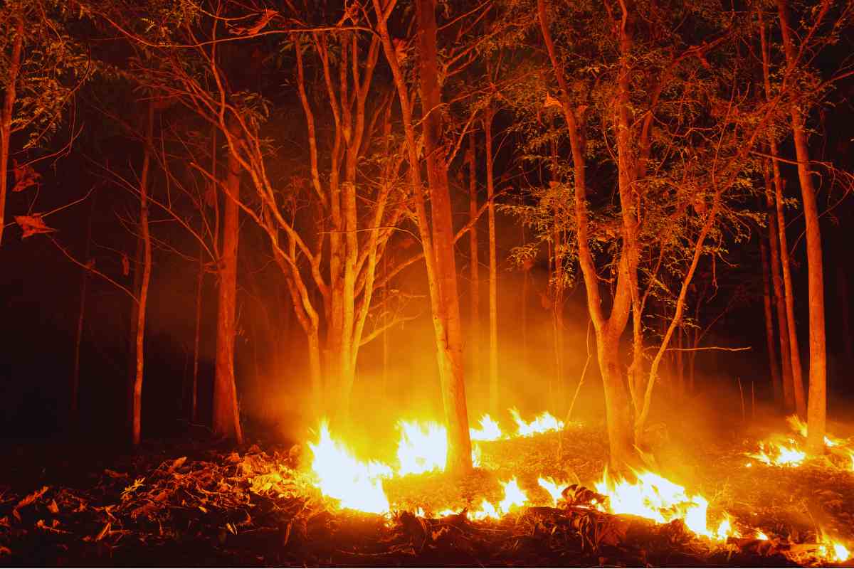 Incendio in un bosco