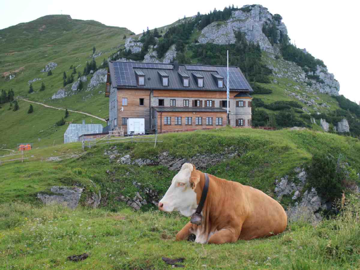 Agriturismo in collina con mucca in primo piano