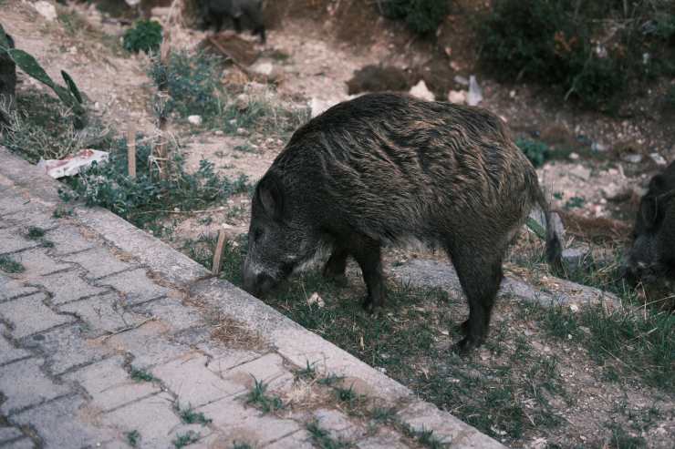 Un cinghiale sul marciapiede di città in cerca di cibo