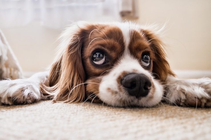 cane sdraiato che guarda davanti a sé