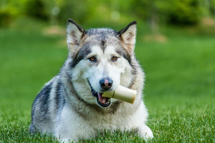 Cane lupo nel prato con gioco in bocca 