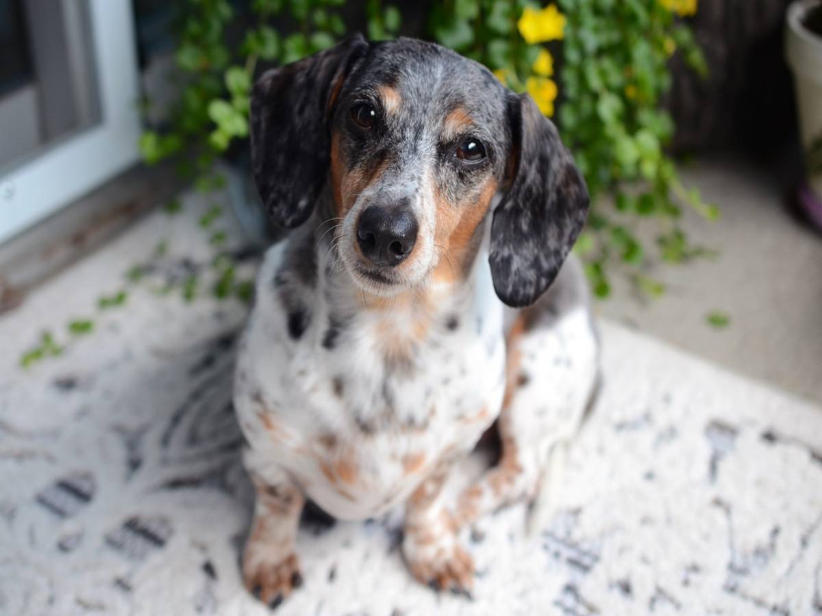 cane bassotto seduto a terra che guarda verso l'alto