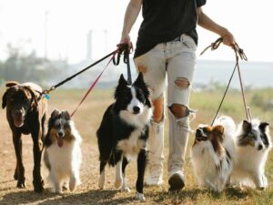 Donna che porta cani di razza diversa al guinzaglio