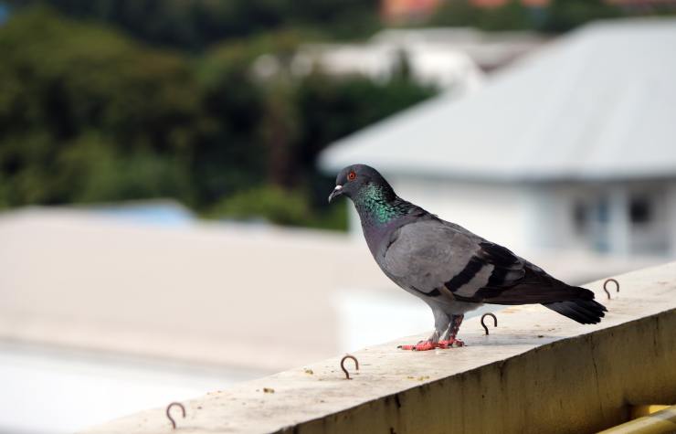 piccione su balcone